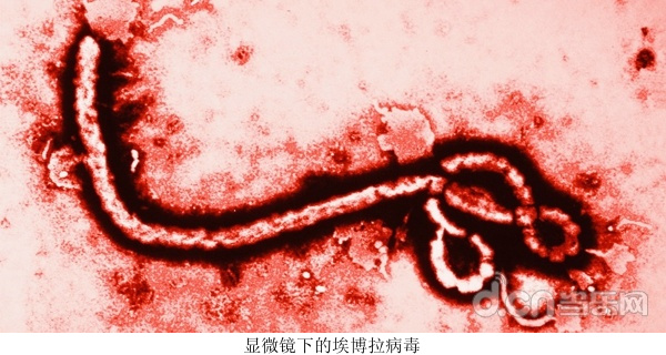 埃博拉病毒肆掠间接促使《瘟疫公司》下载量暴