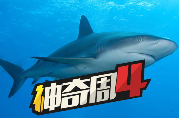 神奇周四《饥饿的鲨鱼世界》《小丑维尔卡尼的